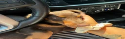 Miniature Dachshund dogs for sale: Miniature Dachshund 1 - Ad 3