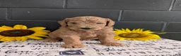 Goldendoodle dogs for sale: Lincoln  - Ad 8
