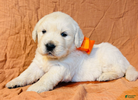 Golden Retriever dogs Orange Boy - Ad 1