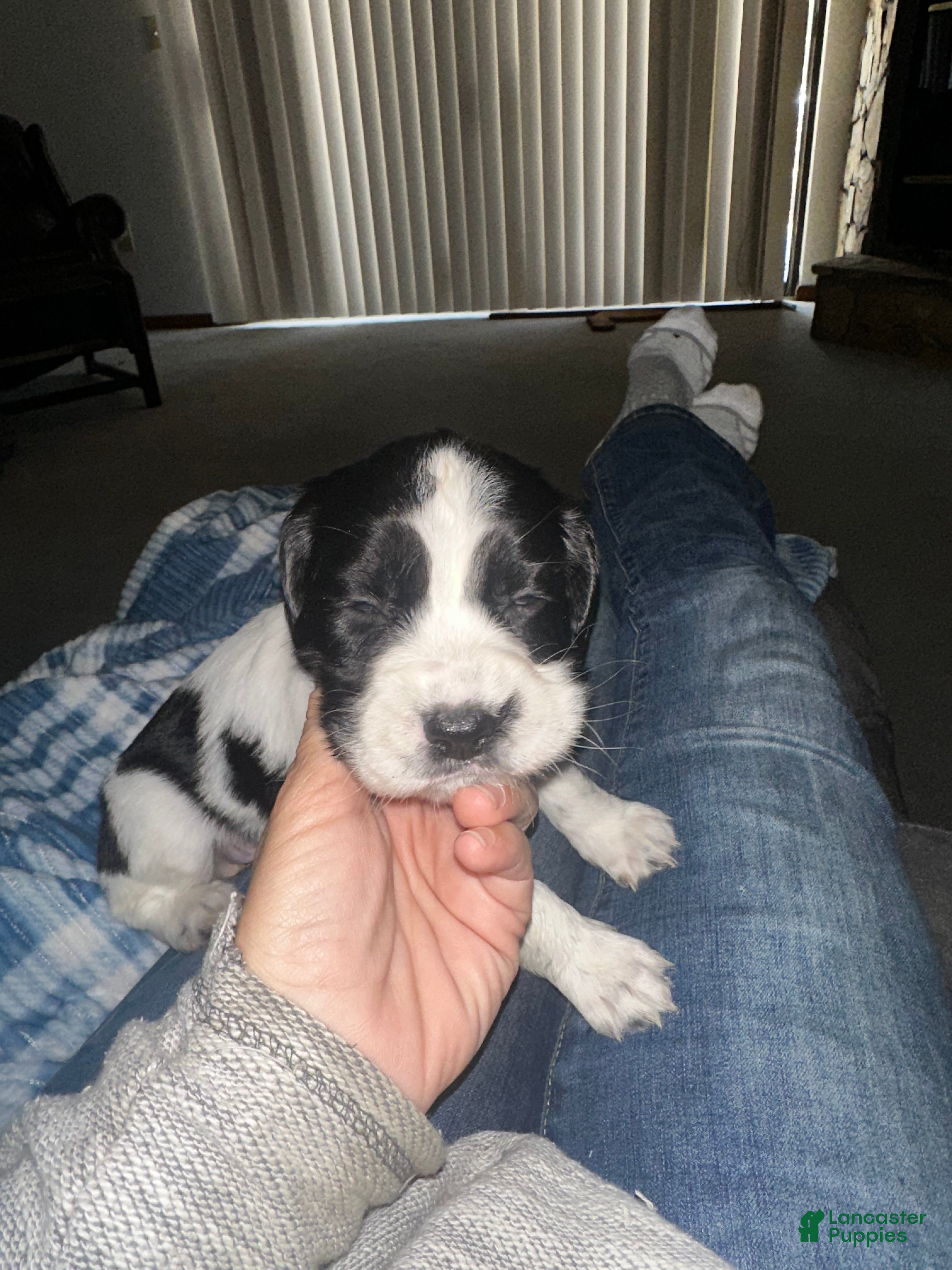 English Springer Spaniel dogs English Springer Spaniel Girl 1 - Ad 2