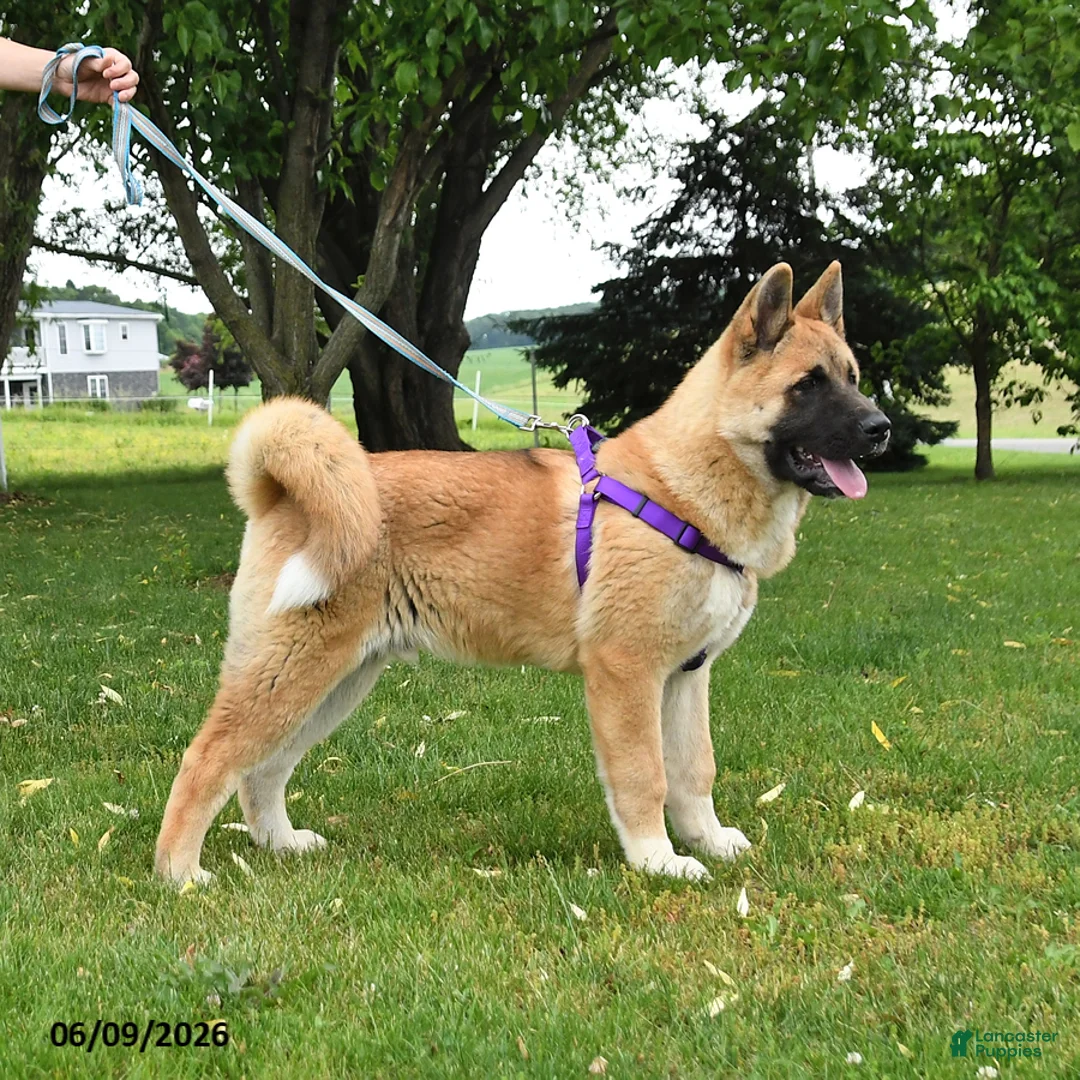 Akita dogs for sale: Flint - Ad 2