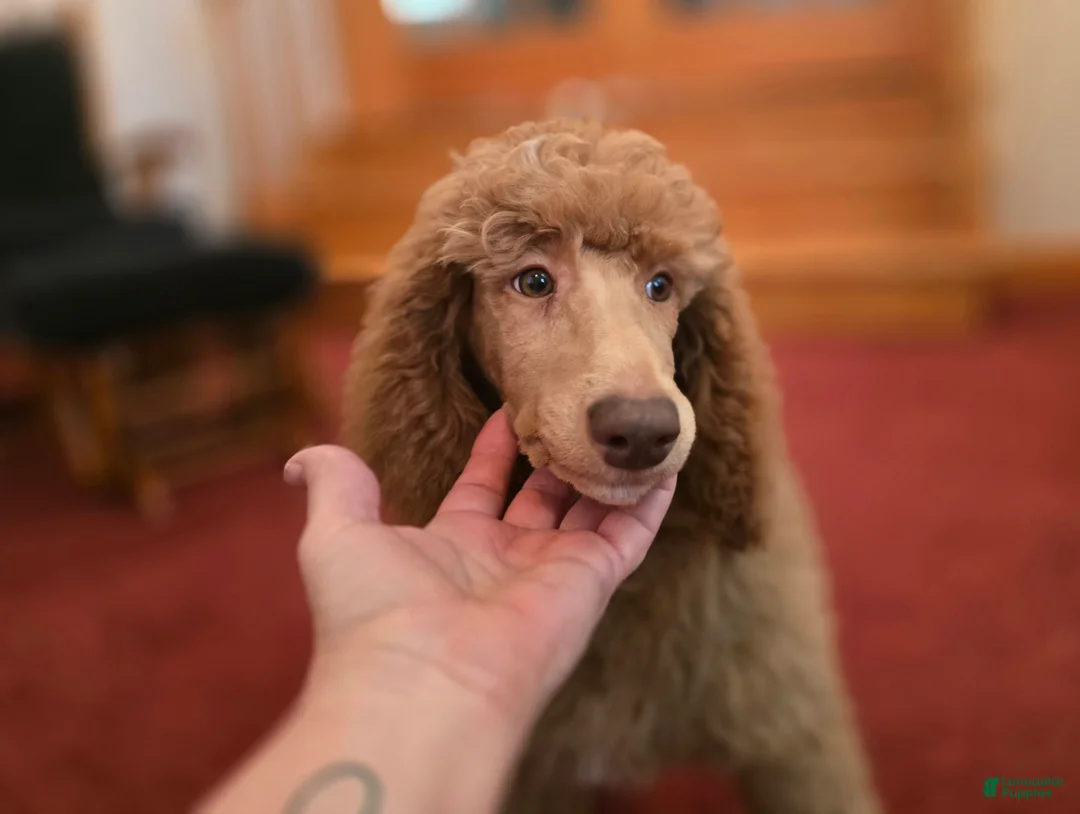 Standard Poodle dogs for sale: Holly - Ad 1