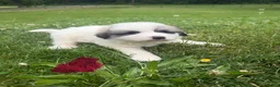 Great Pyrenees dogs for sale: Pink - Ad 1
