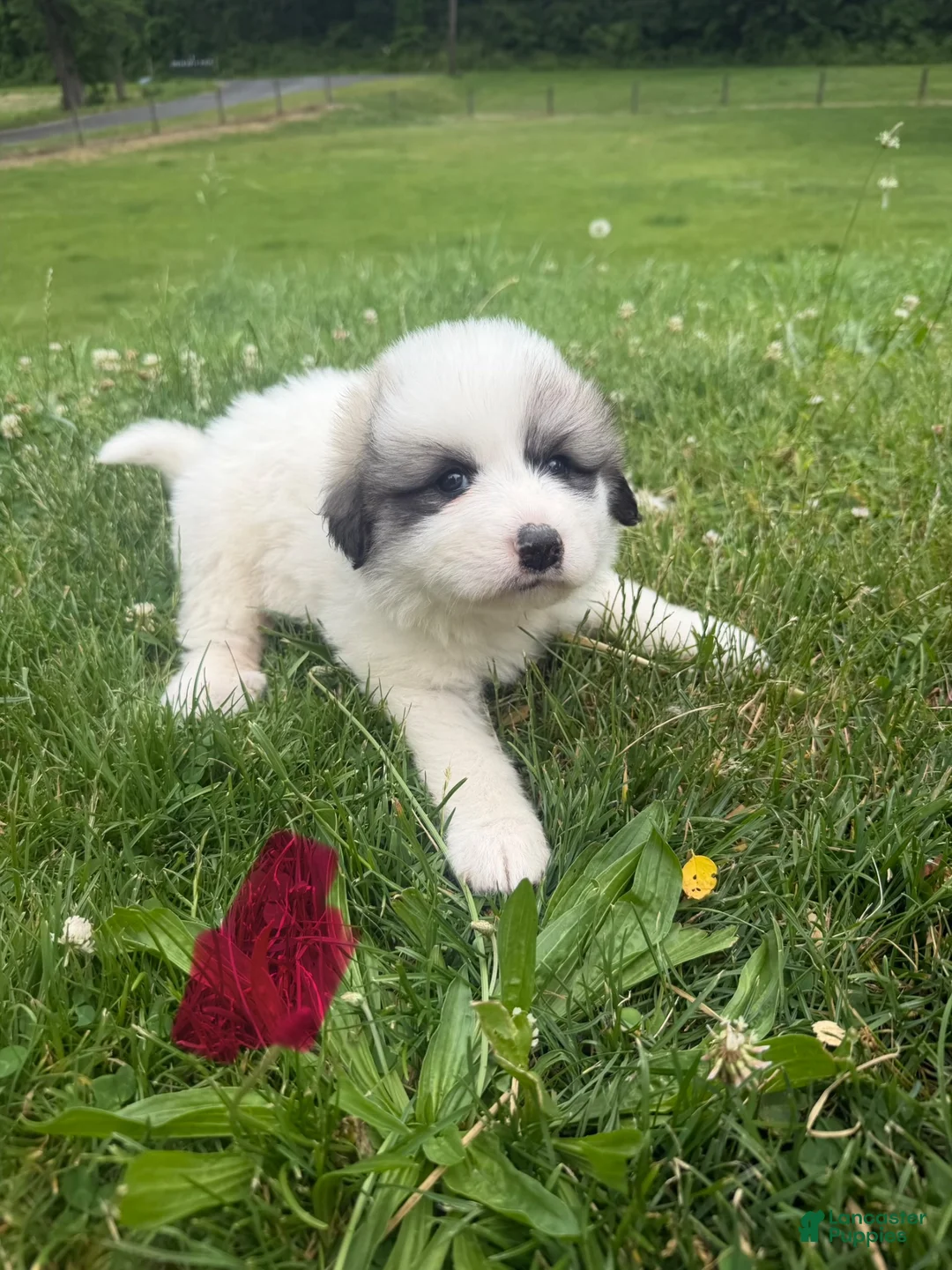 Great Pyrenees dogs for sale: Pink - Ad 1
