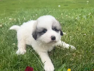 Great Pyrenees dogs Pink - Ad 10