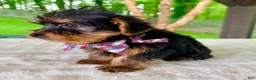Yorkshire Terrier dogs for sale: Luca - Ad 3