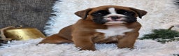 Boxer dogs for sale: Chelsea - Ad 10