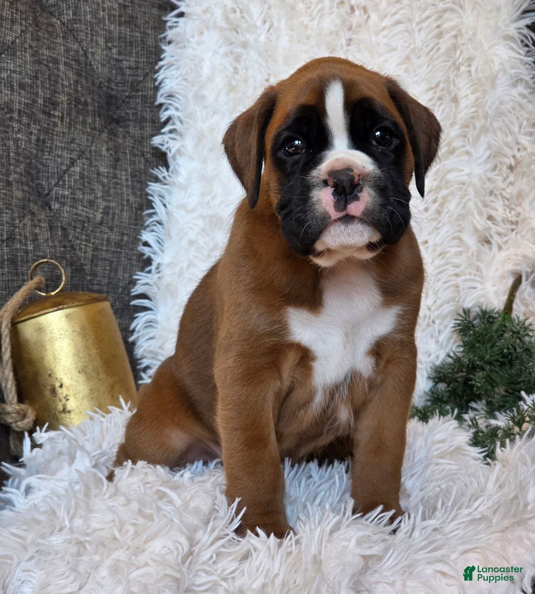 Boxer dogs for sale: Chelsea - Ad 10