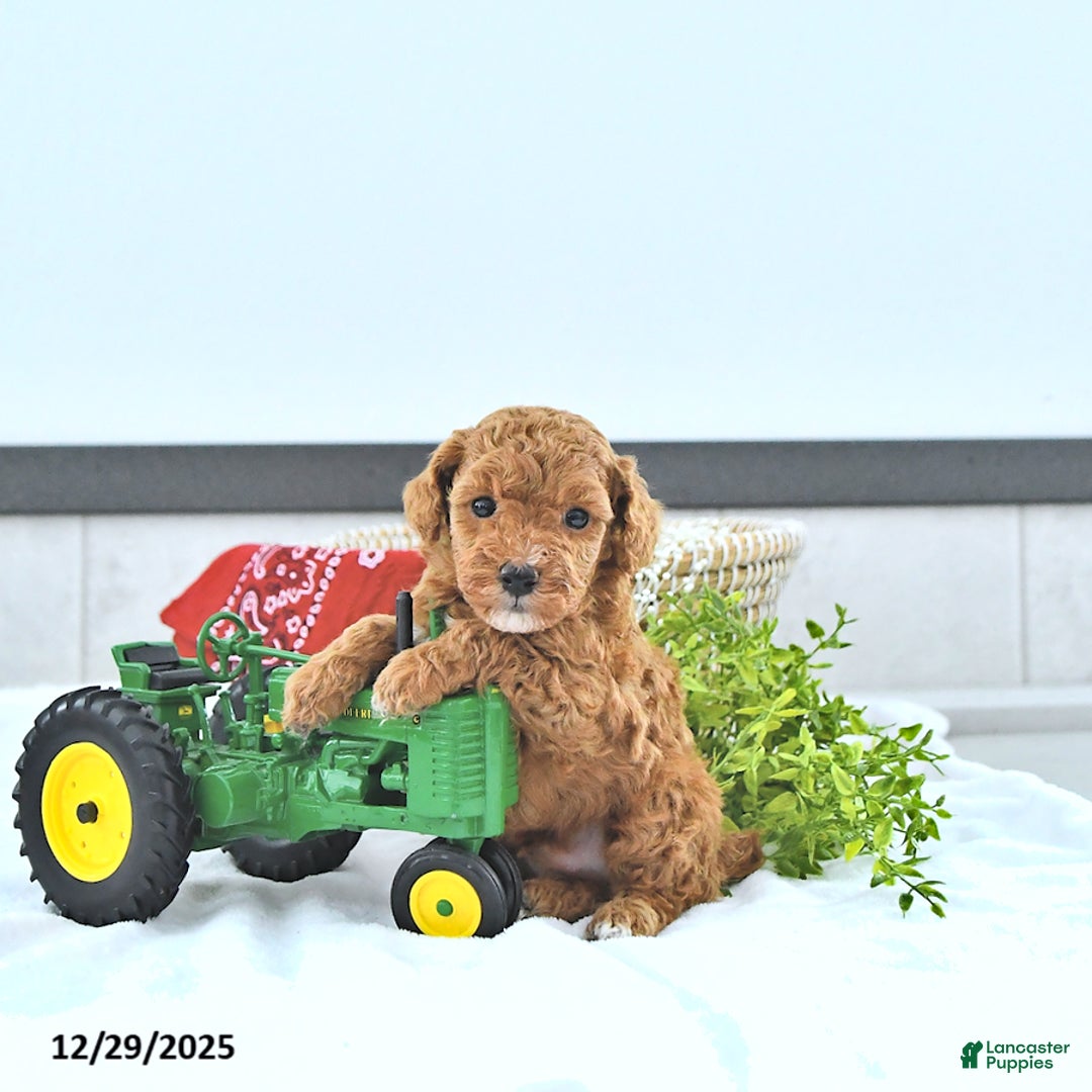 Toy Poodle dogs for sale: Tyler  - Ad 3