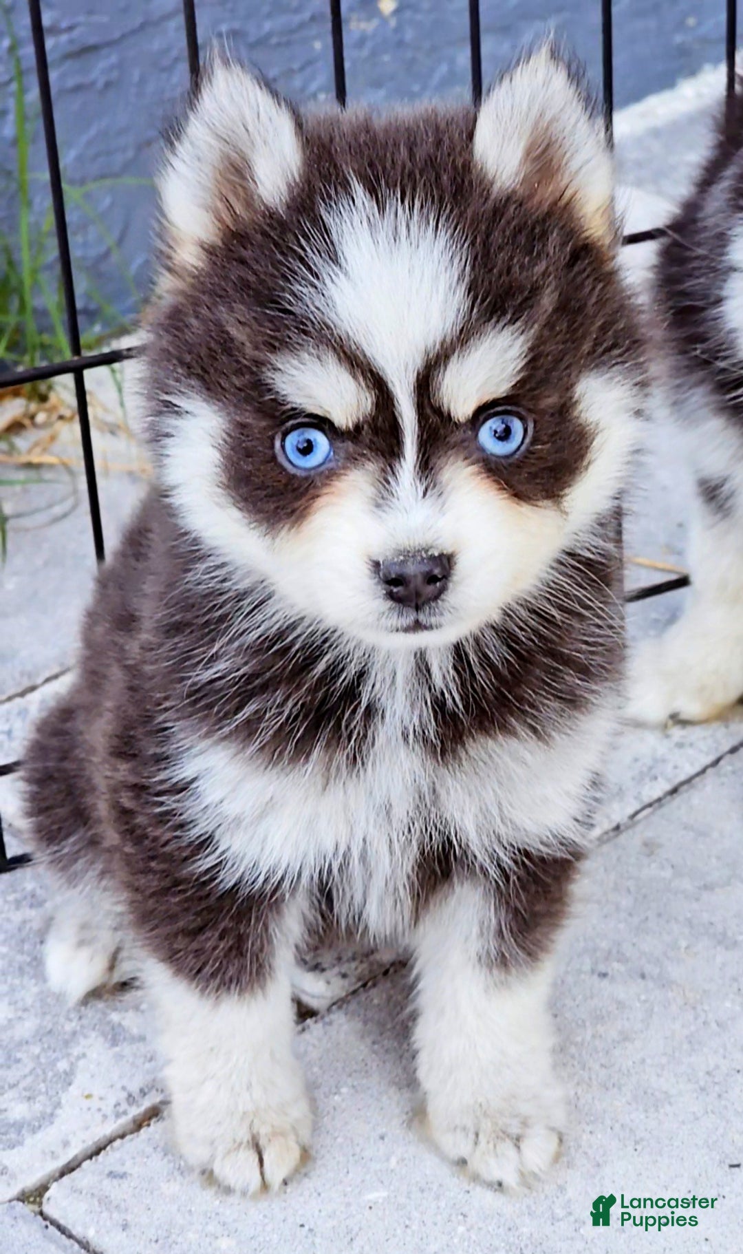 Pomsky dogs for sale: Blue Robin - Ad 2
