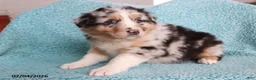 Australian Shepherd dogs for sale: Dora - Ad 3