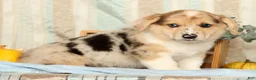Welsh Corgi Pembroke dogs for sale: Teddy - Ad 4