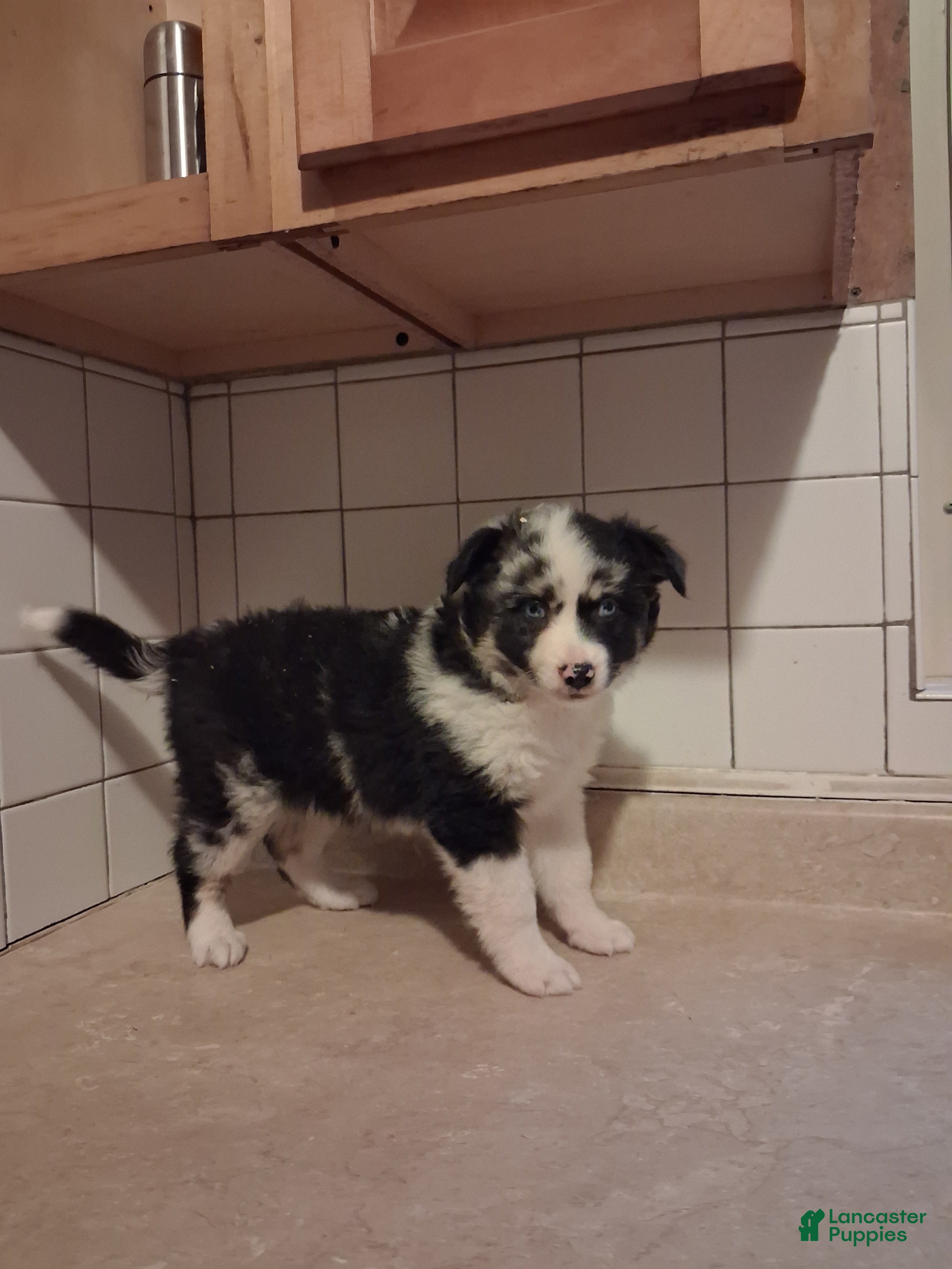Miniature Australian Shepherd dogs Miniature Australian Shepherd 5 - Ad 1
