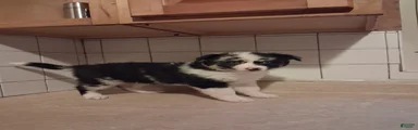 Miniature Australian Shepherd 5