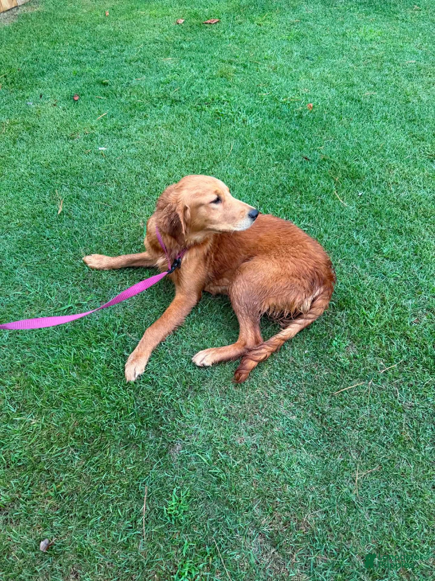 Golden Retriever dogs for sale: Molly - Ad 2