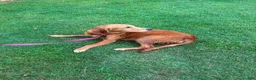 Golden Retriever dogs for sale: Molly - Ad 1