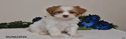 Shihpoo dogs for sale: Rhett - Ad 1