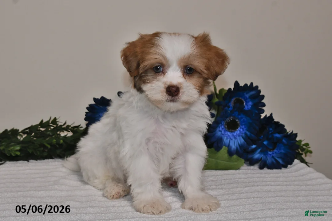 Shihpoo dogs for sale: Rhett - Ad 1