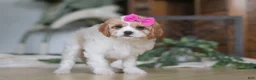 Cavapoo dogs for sale: Piper - Ad 2