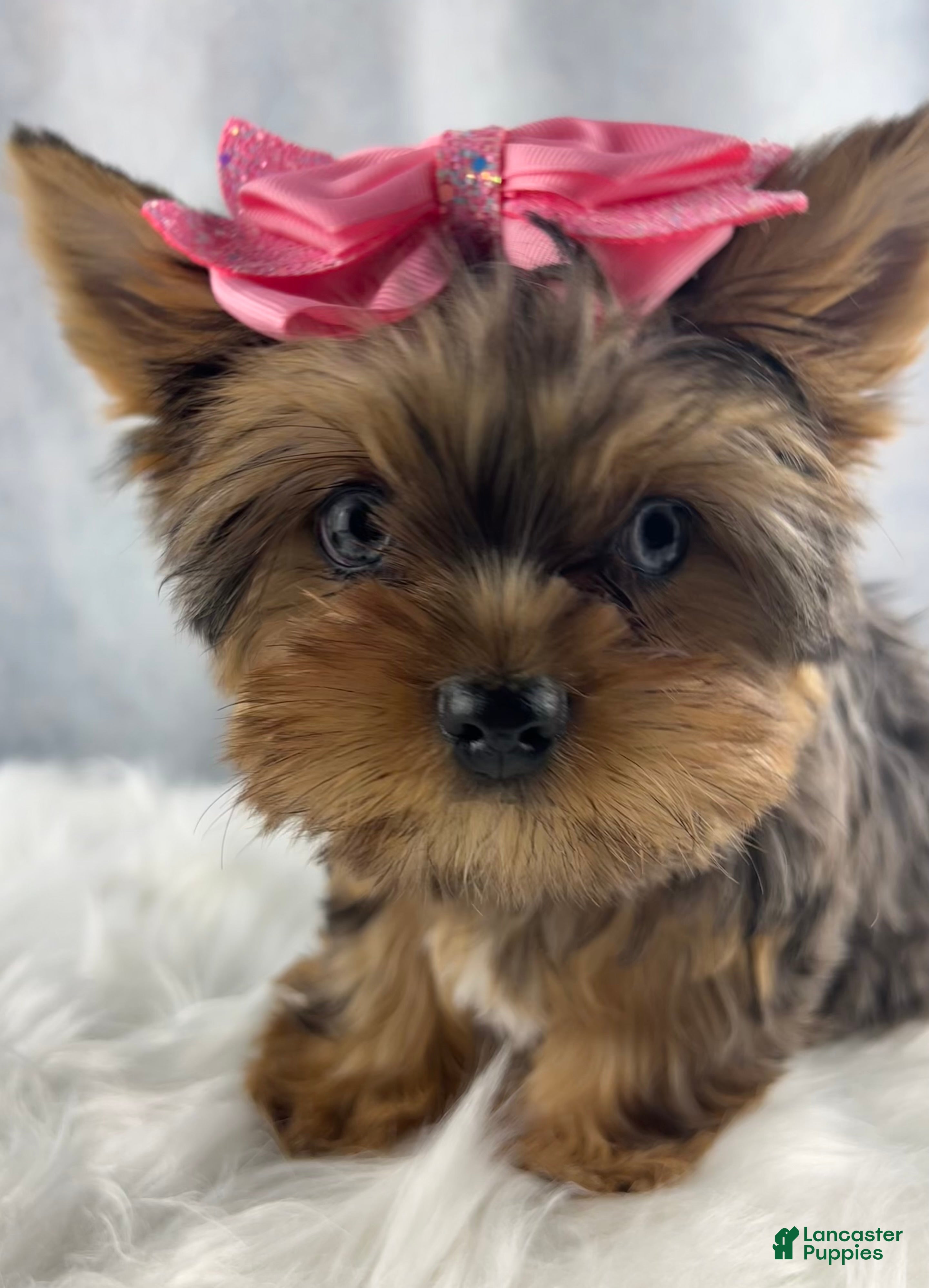 Yorkshire Terrier dogs Pixie - Ad 1