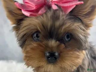 Yorkshire Terrier dogs Pixie - Ad 1