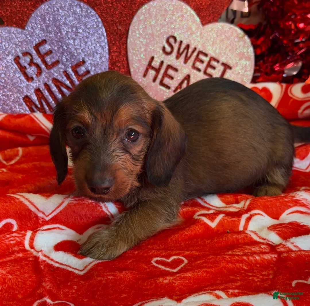 Dachshund dogs for sale: Lucky - Ad 1
