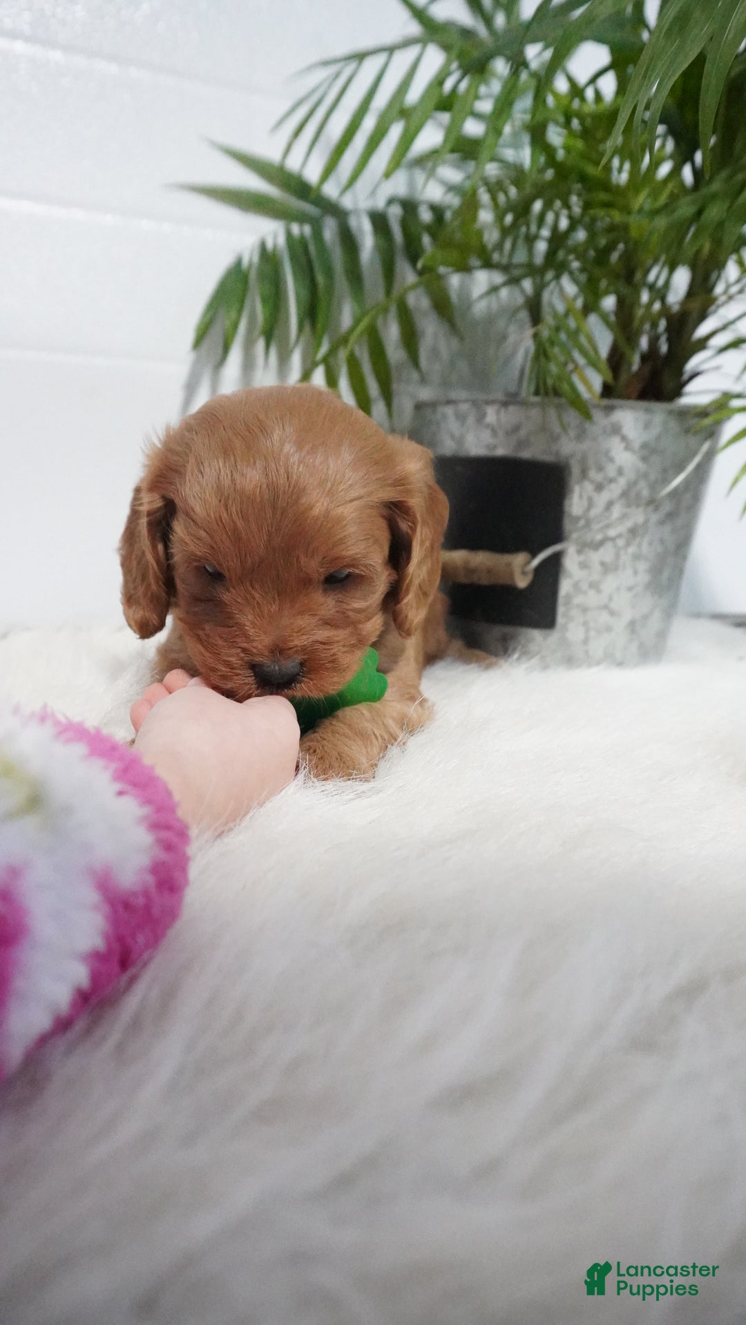 Cavapoo dogs for sale: Bryce  - Ad 9