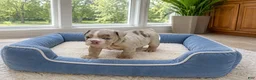 English Bulldog dogs for sale: Lover Boy - Ad 4