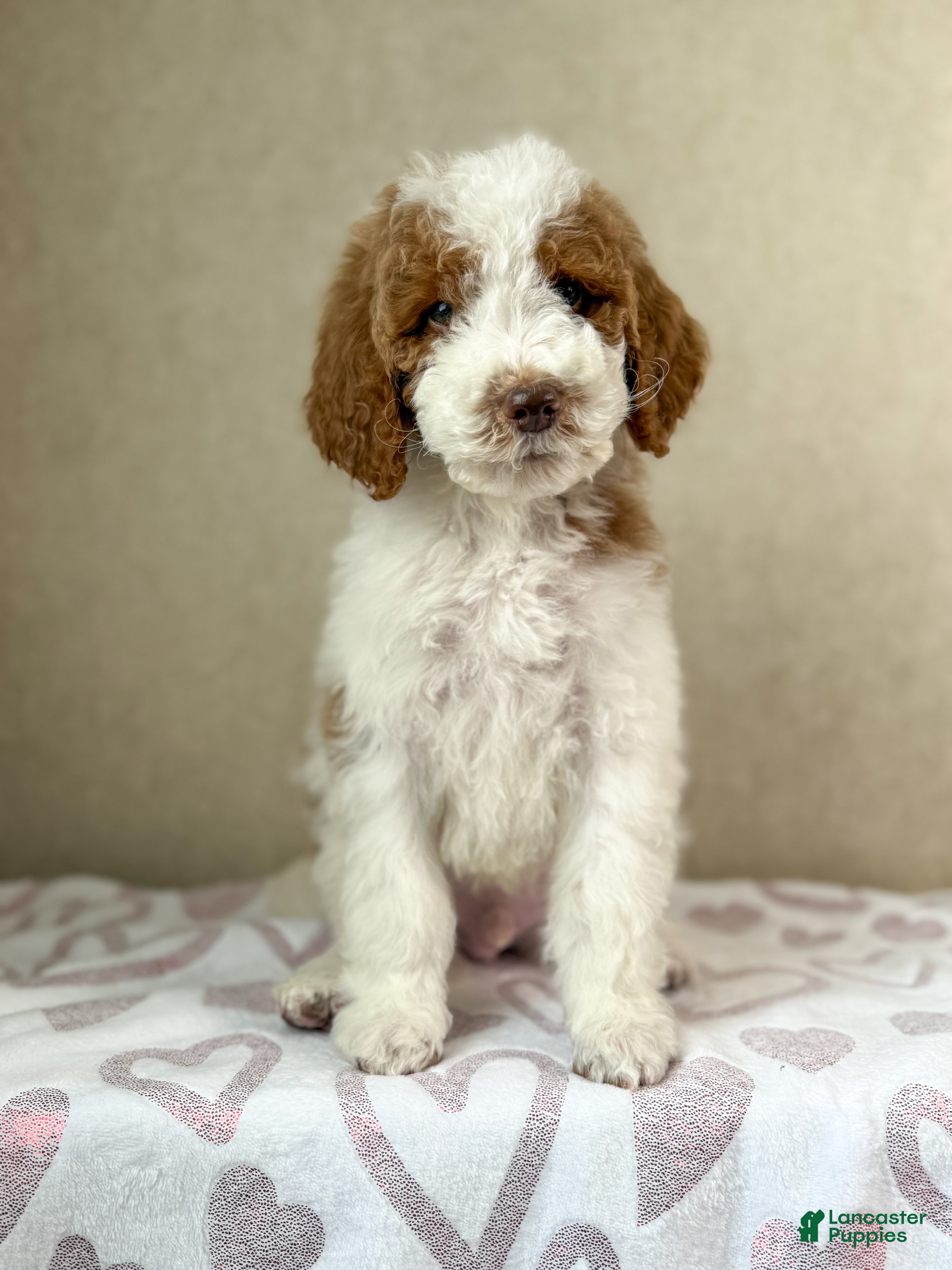 Goldendoodle dogs Groopert  - Ad 38