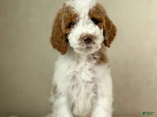 Goldendoodle dogs Groopert - Ad 38