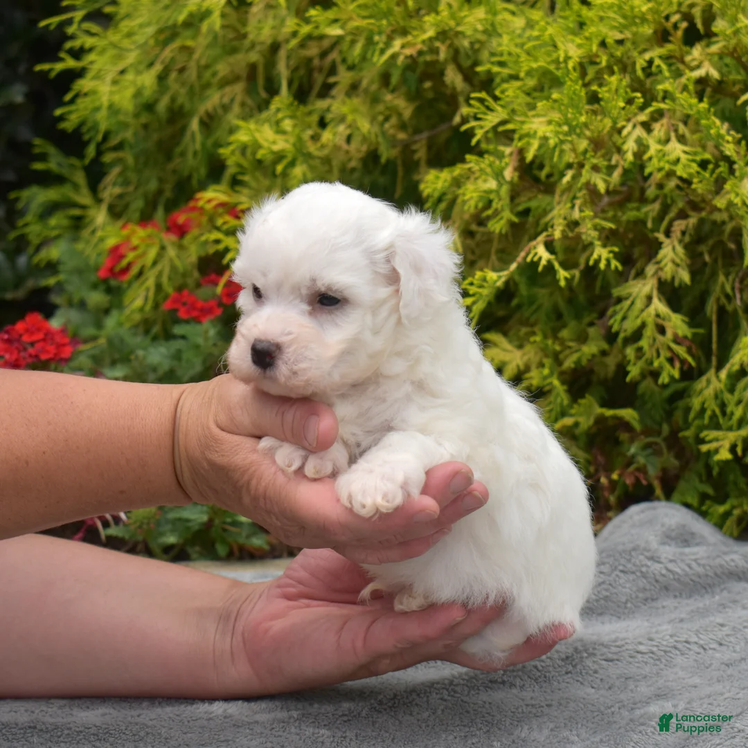 Bichon Frise dogs for sale: Rio (Tiny) - Ad 1