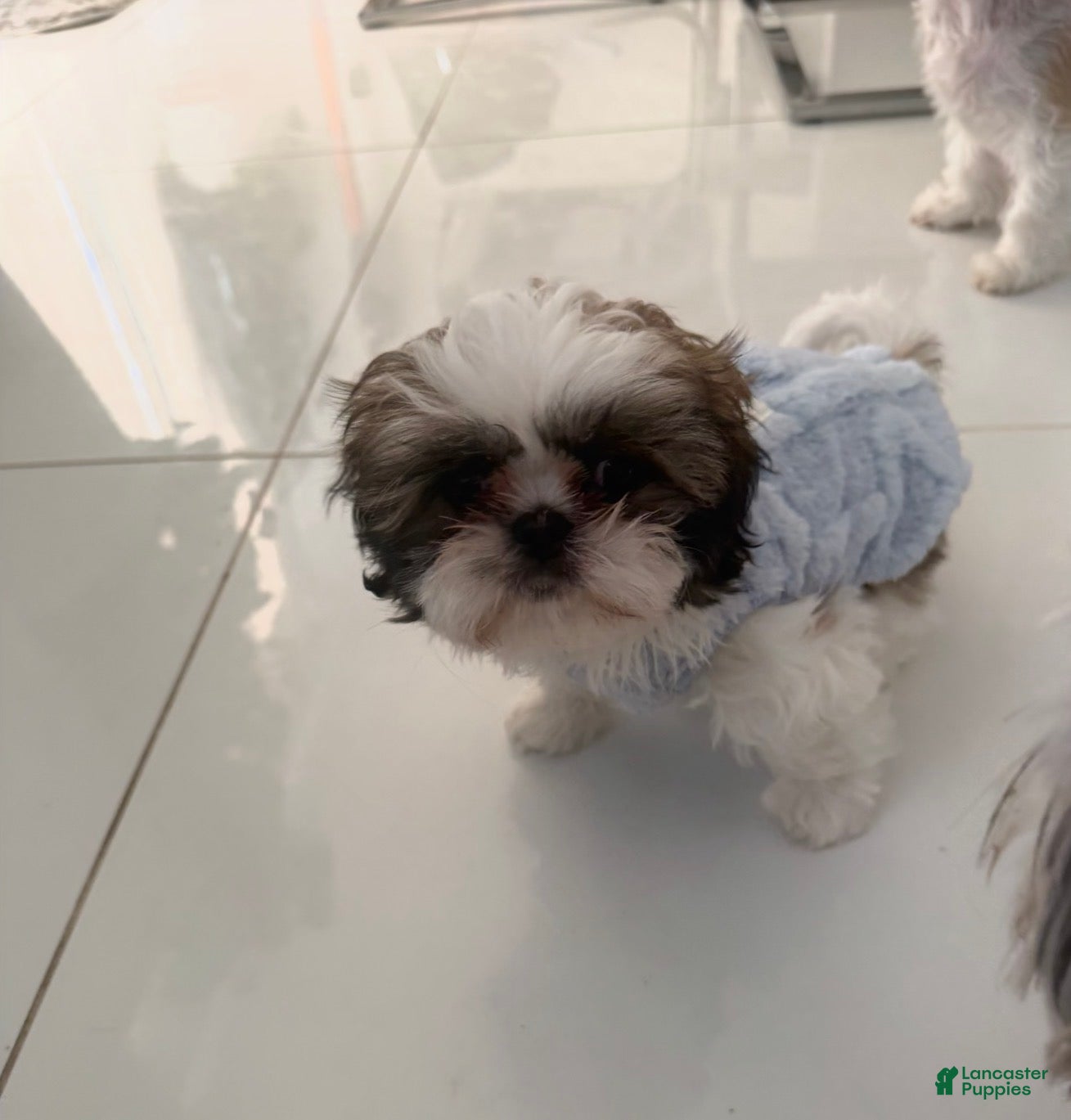 Shih Tzu dogs Milo - Ad 1