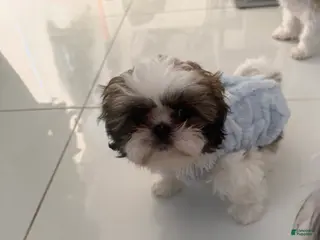 Shih Tzu dogs for sale: Milo - Ad 2