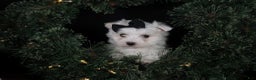 Maltese dogs for sale: ARCHIE - Ad 14