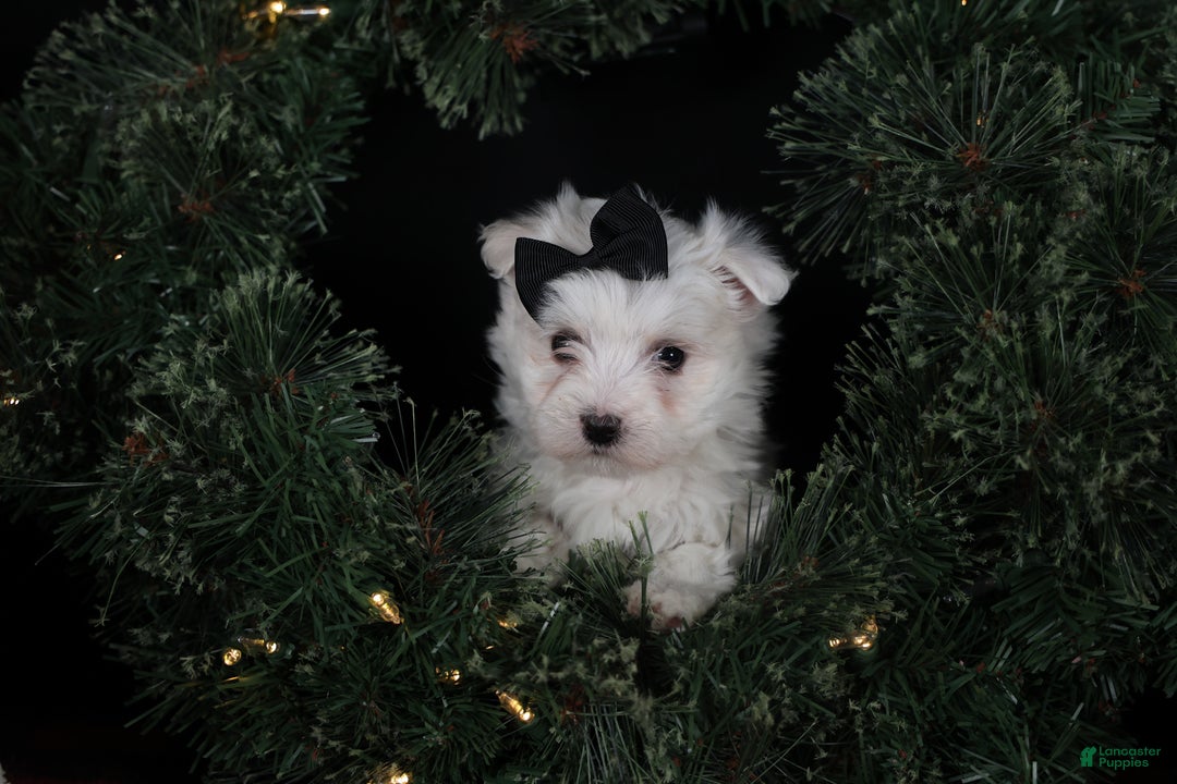 Maltese dogs for sale: ARCHIE - Ad 14