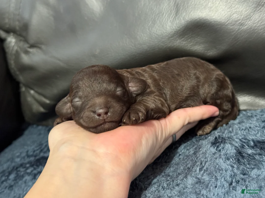 Mini Aussiedoodle dogs for sale: Coco - Ad 3