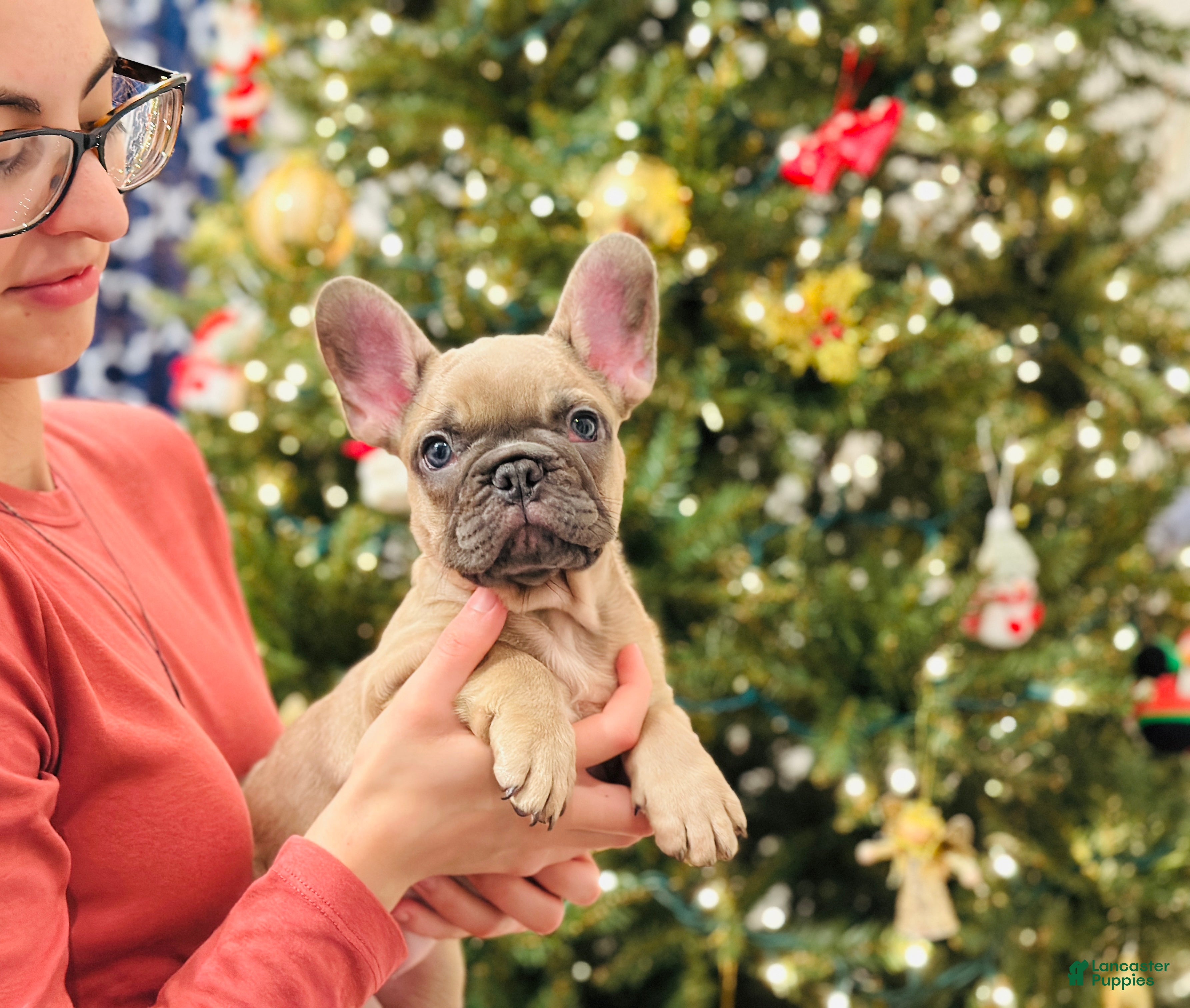 French Bulldog dogs Lily - Ad 1