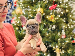 French Bulldog dogs Lily (Reserved) - Ad 1