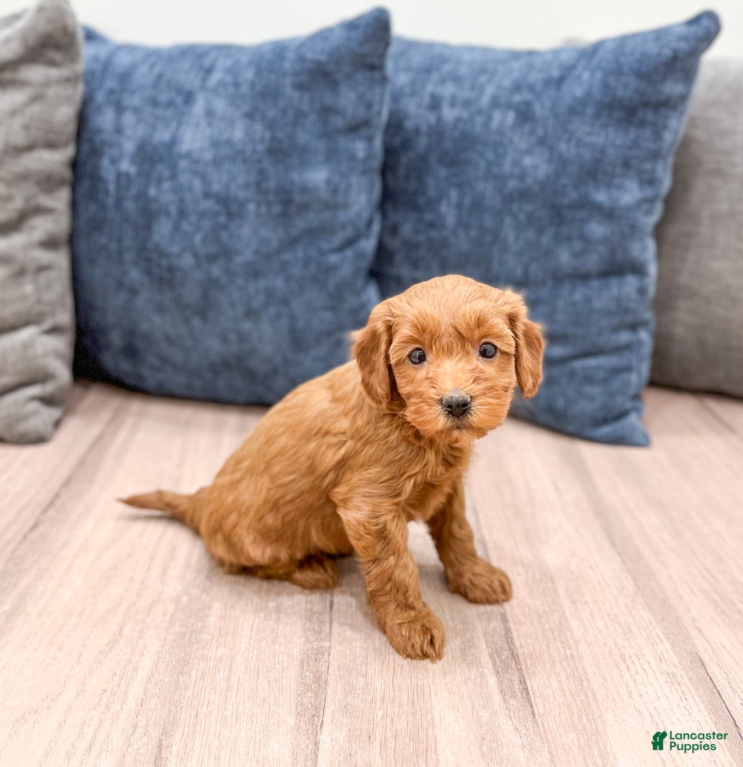 Mini Goldendoodle dogs for sale: Stella - Ad 3