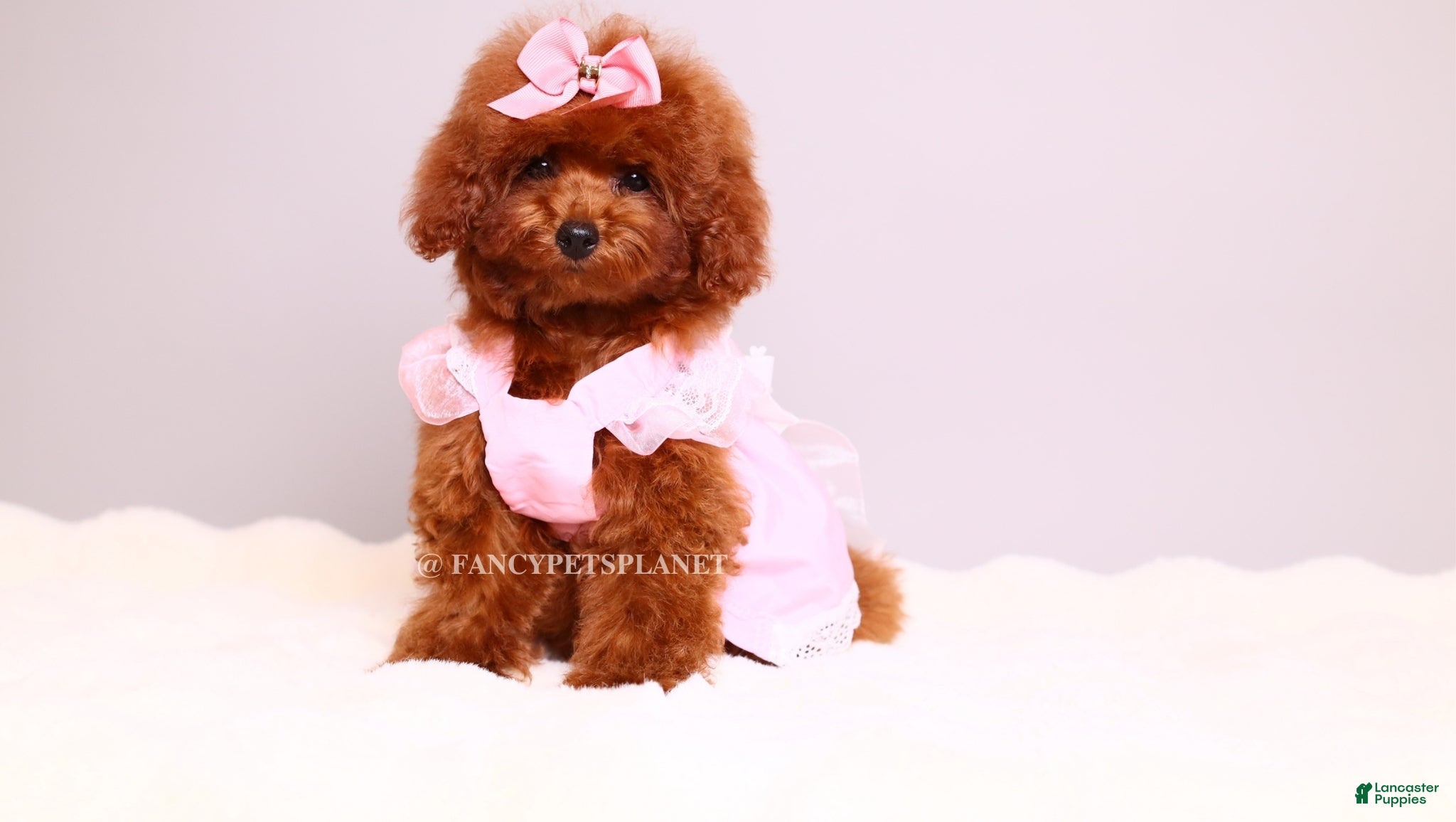 Toy Poodle dogs Ruby mahogany red toy girl  - Ad 2