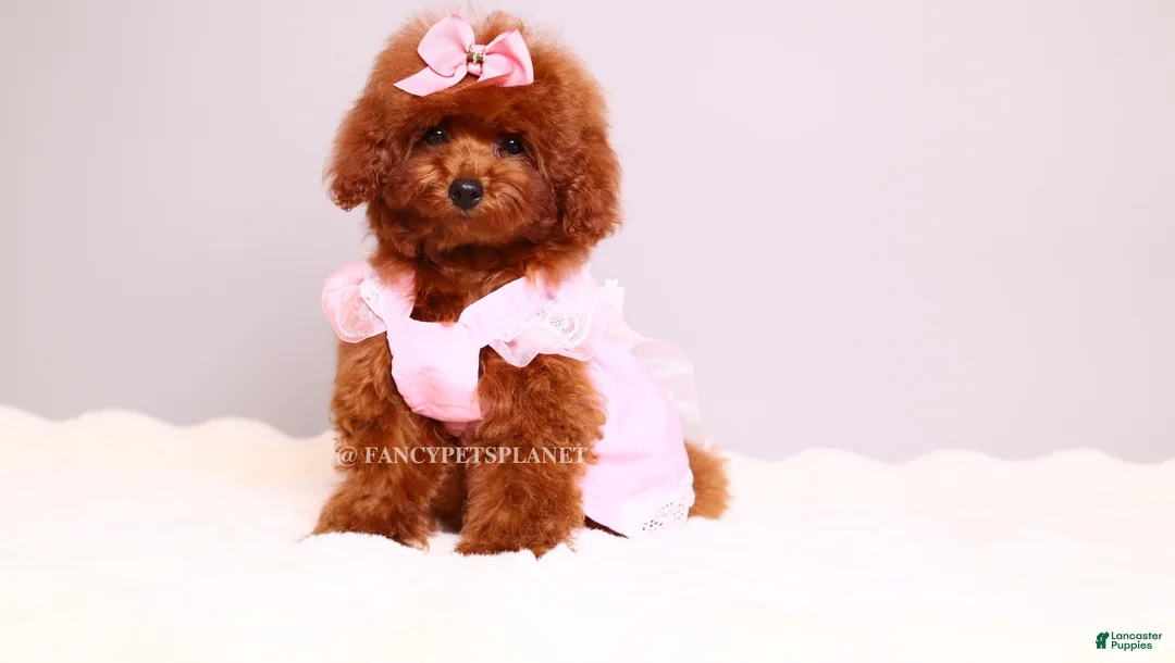 Toy Poodle dogs for sale: Ruby mahogany red toy girl  - Ad 2
