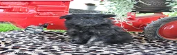 Pomapoo dogs for sale: Poppy - Ad 3