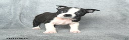 Boston Terrier dogs for sale: Santa   - Ad 5