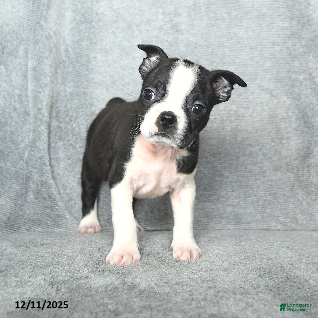 Boston Terrier dogs for sale: Santa   - Ad 5