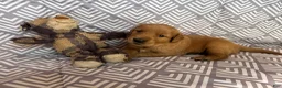 Golden Retriever dogs for sale: Maroon - Ad 1