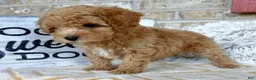 Cavapoo dogs for sale: Remi - Ad 3