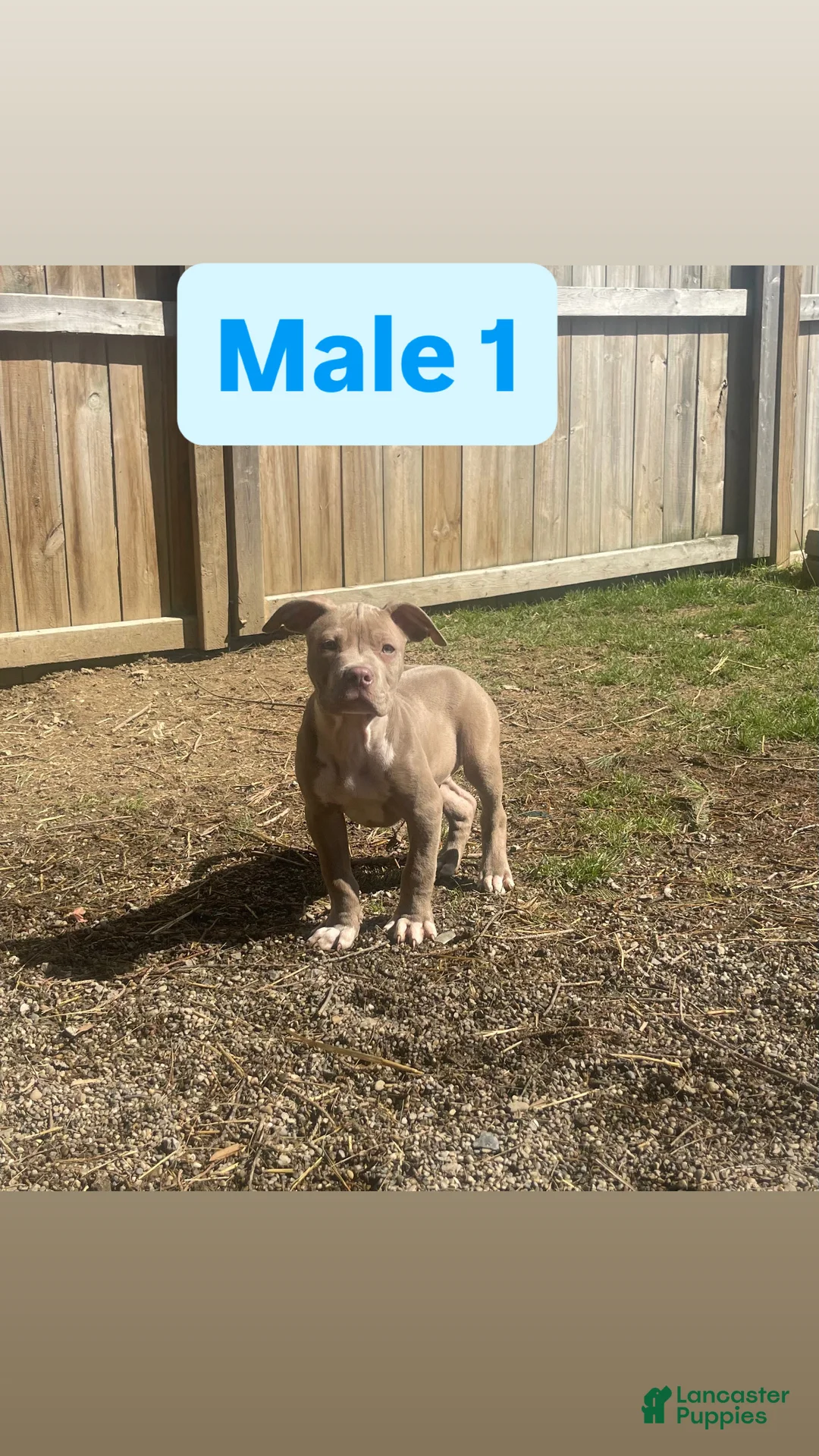 American Bully dogs for sale: American Bully Puppy 4 - Ad 1
