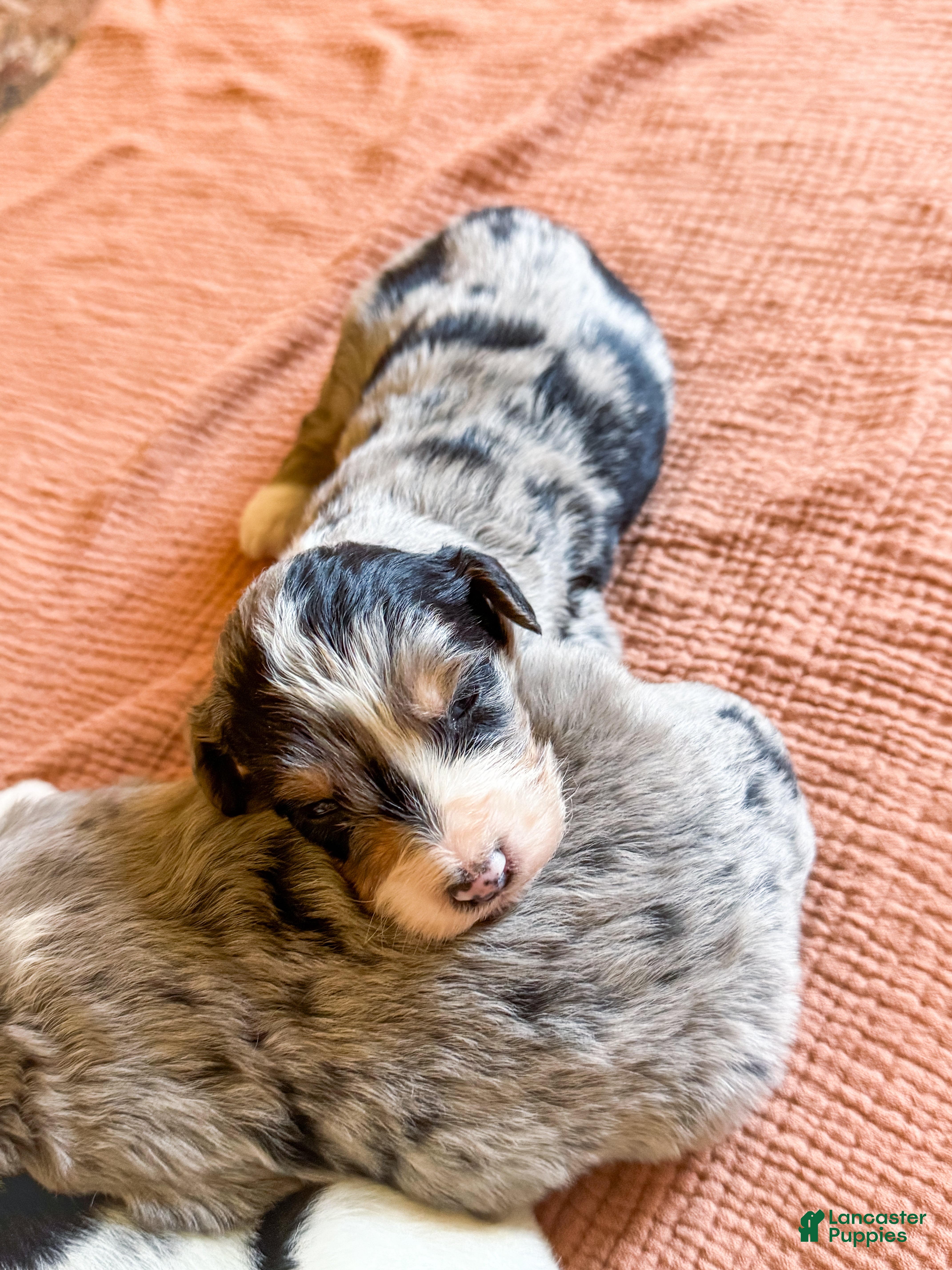 Mini Bernedoodle dogs Hollis - Ad 35
