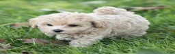 Maltipoo dogs for sale: Oscar Maltipoo  - Ad 7