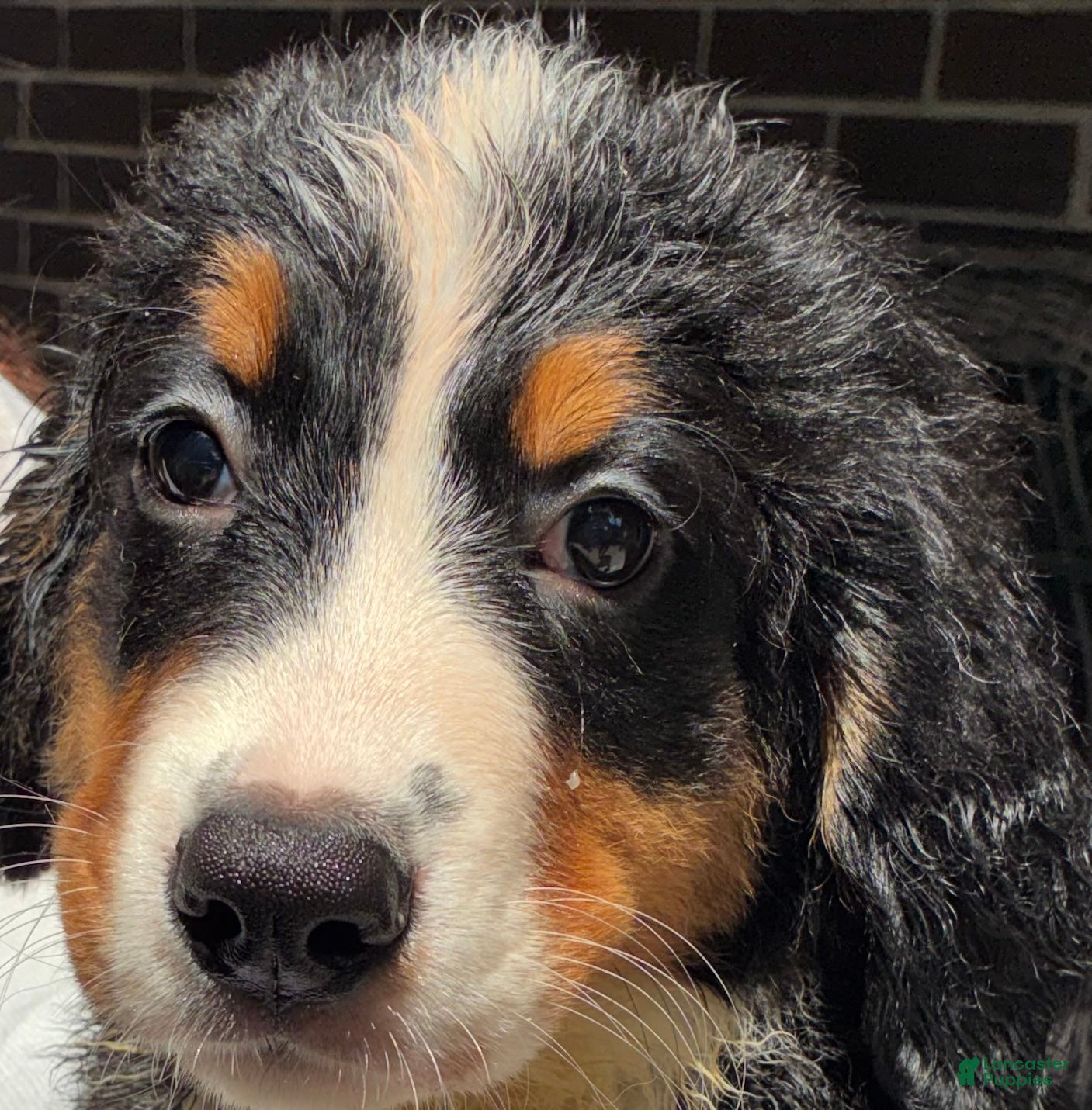 Bernese Mountain Dog dogs Lulu - Ad 2